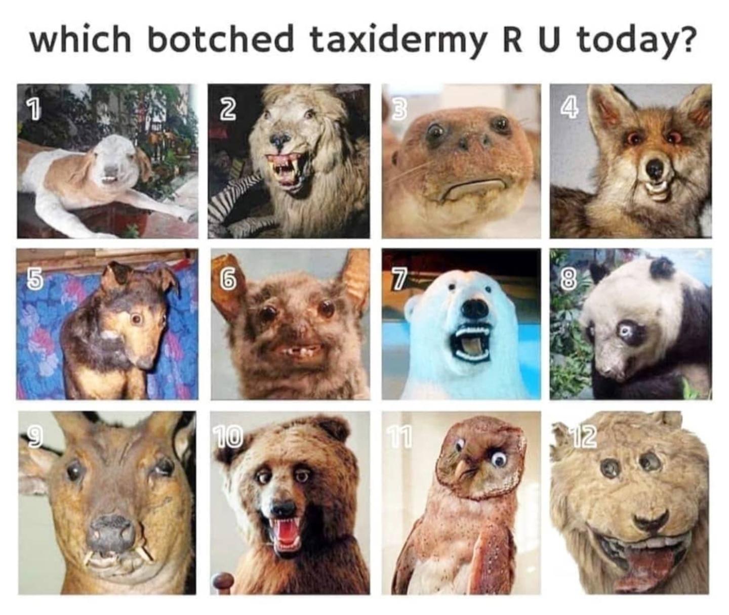 which botched taxidermy R U today