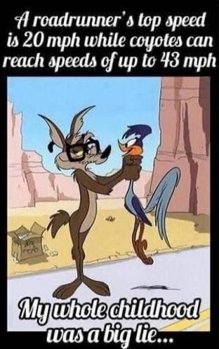 A roadrunner's top speed is 20 mph while coyotes can reach speeds of up to 43 mph. My whole childhood was a big lie...
