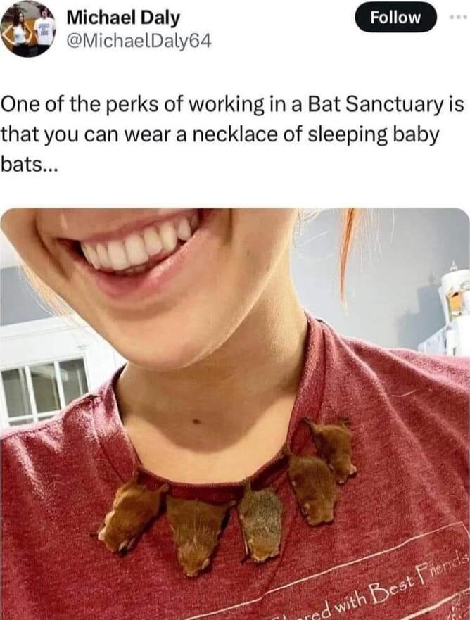 Michael Daly MichaelDaly64 One of the perks of working in a Bat Sanctuary is that you can wear a necklace of sleeping baby bats