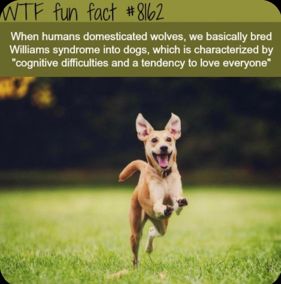 When humans domesticated wolves we basically bred Williams syndrome into dogs which is characterized by cognitive difficulties and a tendency to love everyone