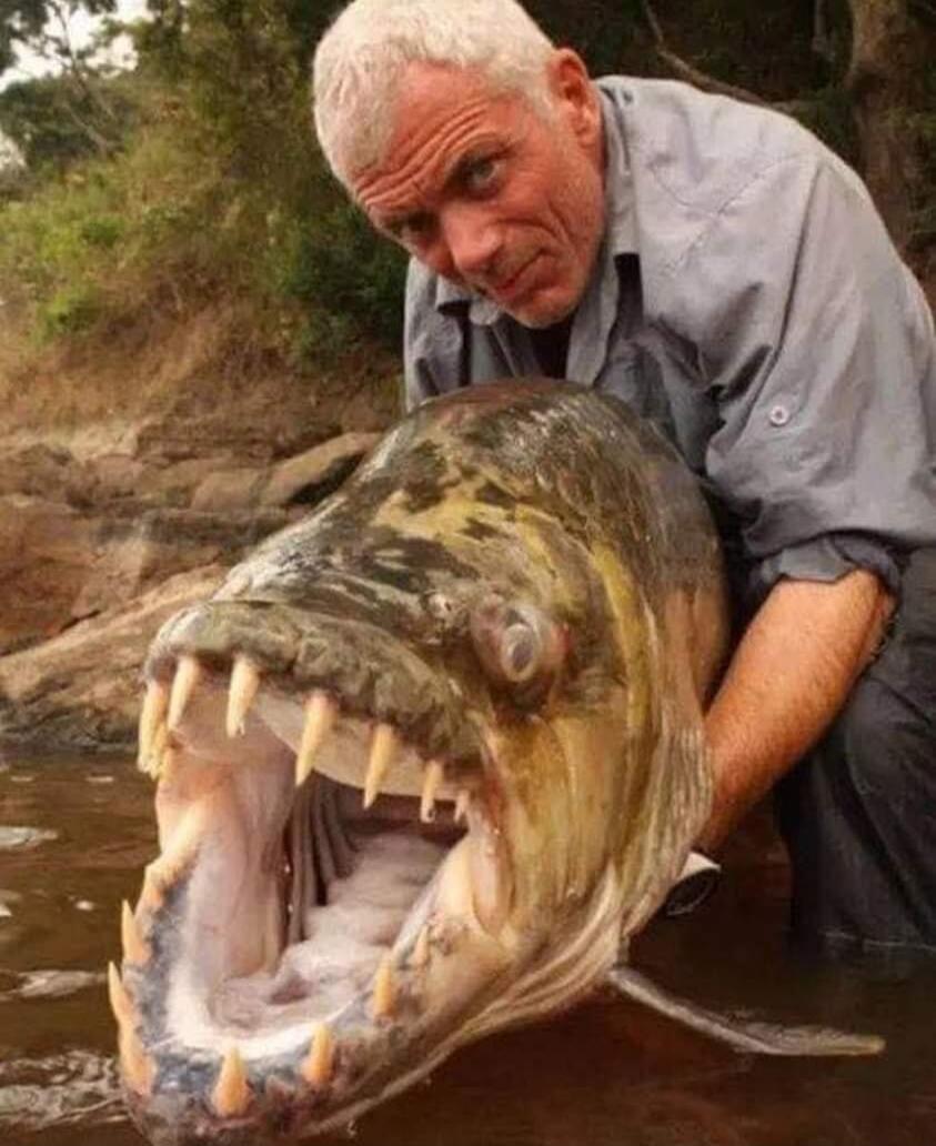 A man poses with a huge predatory fish with sharp teeth near the water.