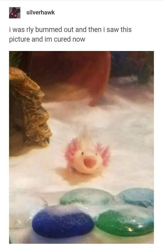 B siverhavic i was rly bummed out and then i saw this picture and im cured now