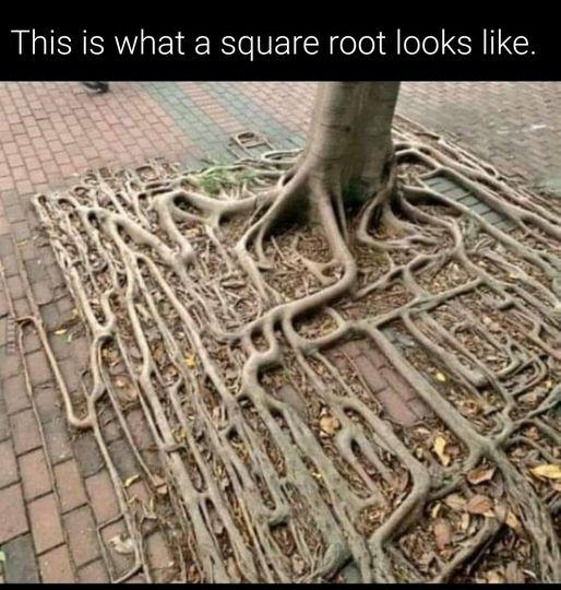 This is what a square root looks like