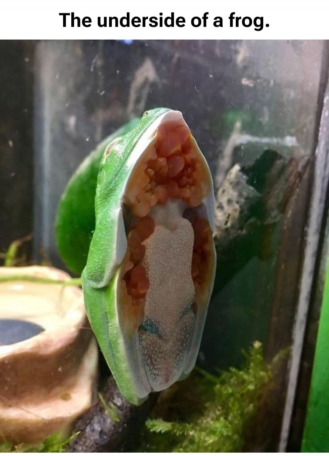 The underside of a frog.