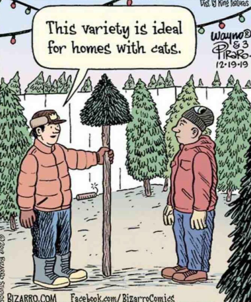 Thig variety i ideal for home with catie