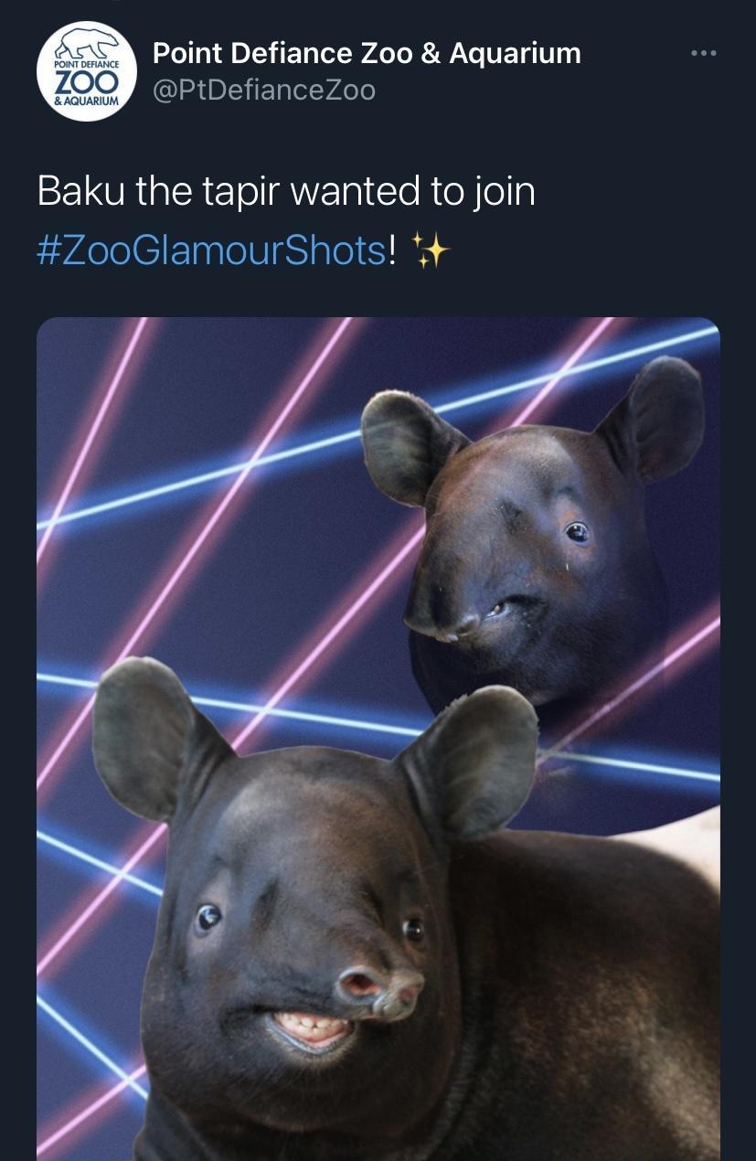 el o Al DL Ty l o T RV VET 0114 PtDefianceZoo Baku the tapir wanted to join ZooGlamourShots