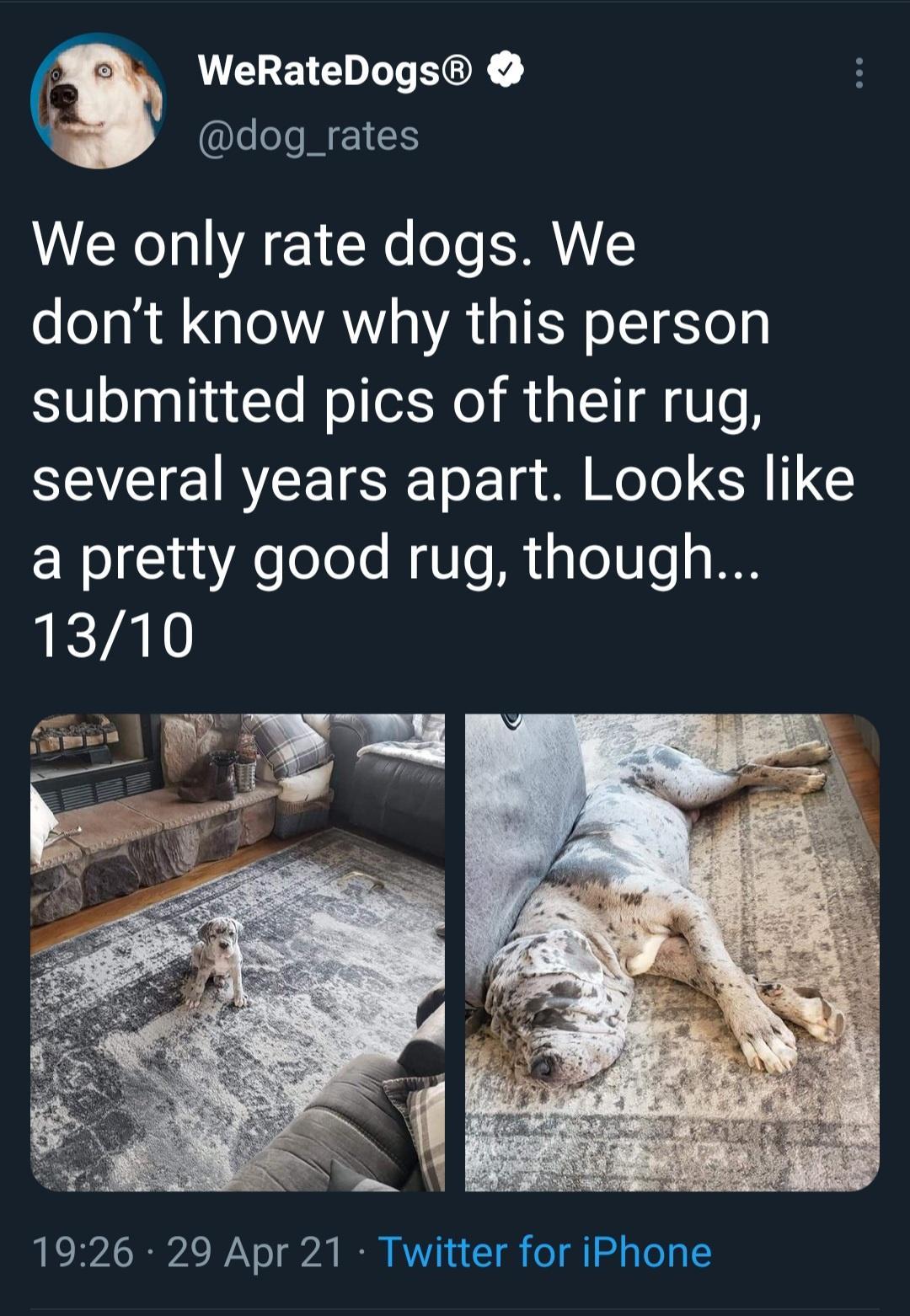 CEEVCHL K I HEICS We only rate dogs We dont know why this person submitted pics of their rug I RYEET RS o g B Yol R a pretty good rug though 1310 IR Y o g IR AWV T foT i oo ToTa