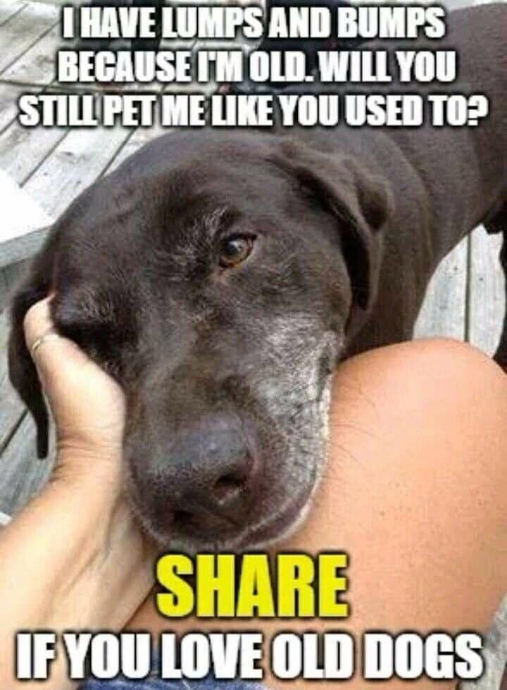 I HAVE LUMPS AND BUMPS BECAUSE I'M OLD. WILL YOU STILL PET ME LIKE YOU USED TO? SHARE IF YOU LOVE OLD DOGS
