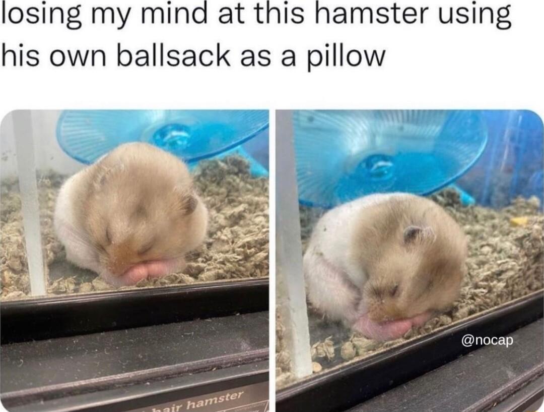 losing my mind at this hamster using his own ballsack as a pillow