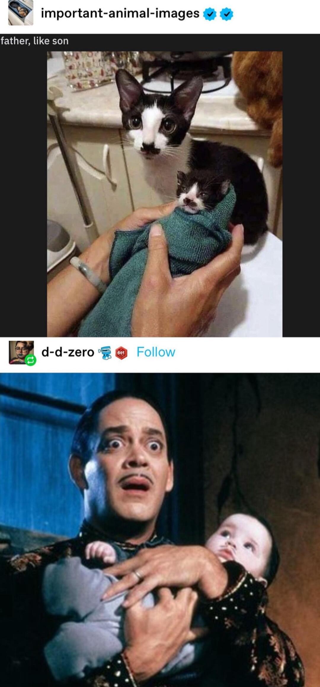 important animal images father like son