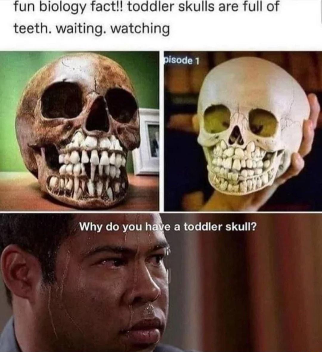 fun biology fact toddler skulls are full of teeth waiting watching