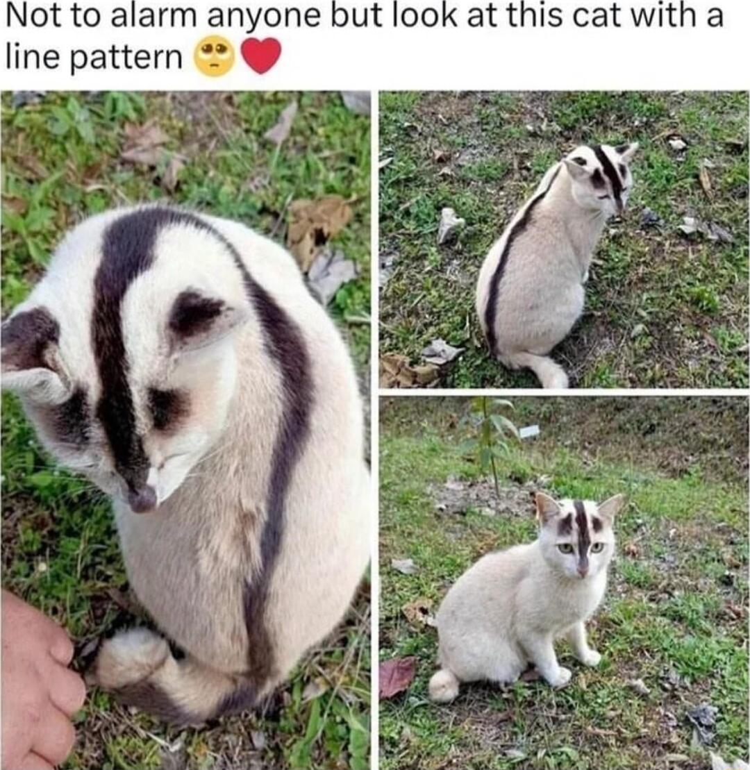 Not to alarm anyone but look at this cat with a line pattern