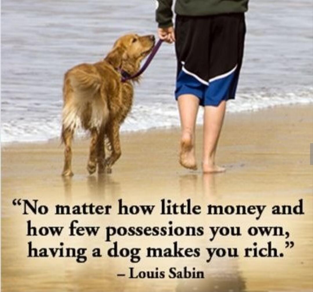 No matter how little money and how few possessions you own, having a dog makes you rich. - Louis Sabin
