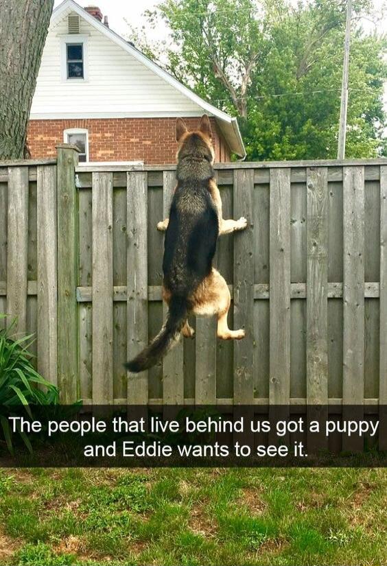 The people that live behind us got a puppy and Eddie wants to see it.