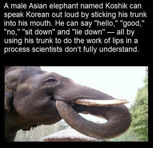 A male Asian elephant named Koshik can speak Korean out loud by sticking his trunk into his mouth He can say hello good no sit down and lie down all by using his trunk to do the work of lips in a process scientists dont fully understand