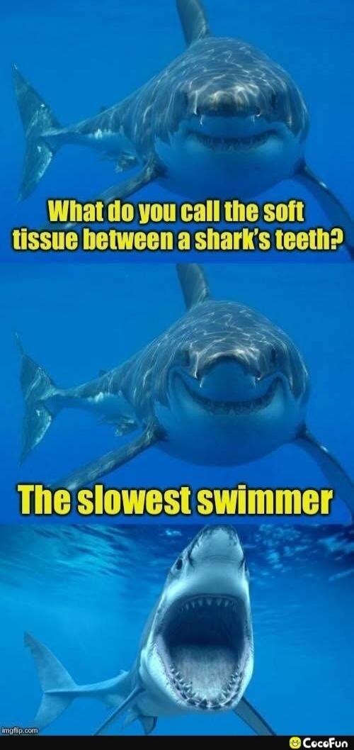 What do you call the soft tissue between a shark's teeth? The slowest swimmer