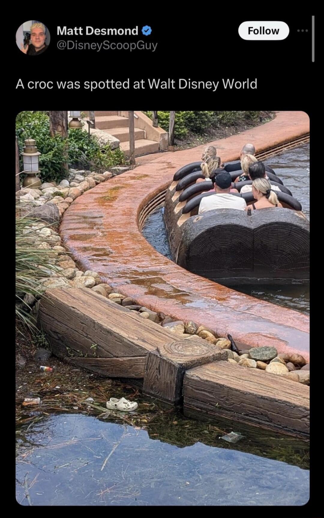 DisneyScoopGuy Matt Desmond 1 A croc was spotted at Walt Disney World