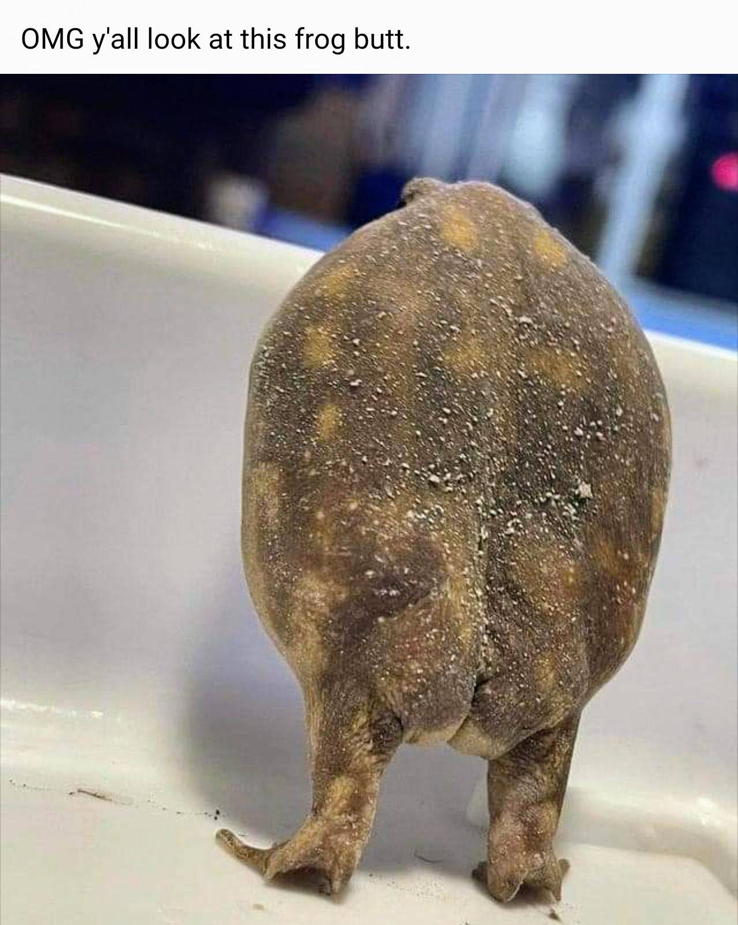 OMG yall look at this frog butt