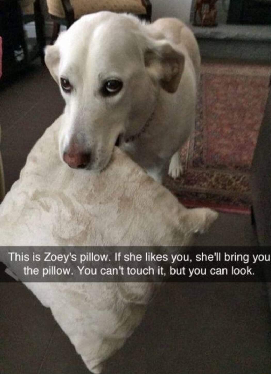 Zoeys pillow If she likes you shel bring you the pillow You cant touch it but you can look T