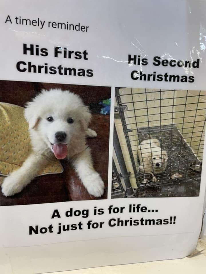 His Secon d Christmas A dog is for life Not just for Christmas