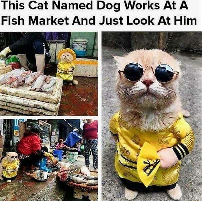 This Cat Named Dog Works At A Fish Market And Just Look At Him
