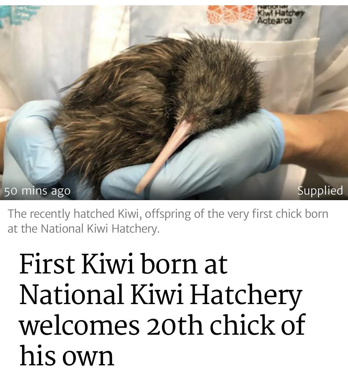The recently hatched Kiwi offspring of the very first chick born at the National Kiwi Hatchery First Kiwi born at National Kiwi Hatchery welcomes 20th chick of his own