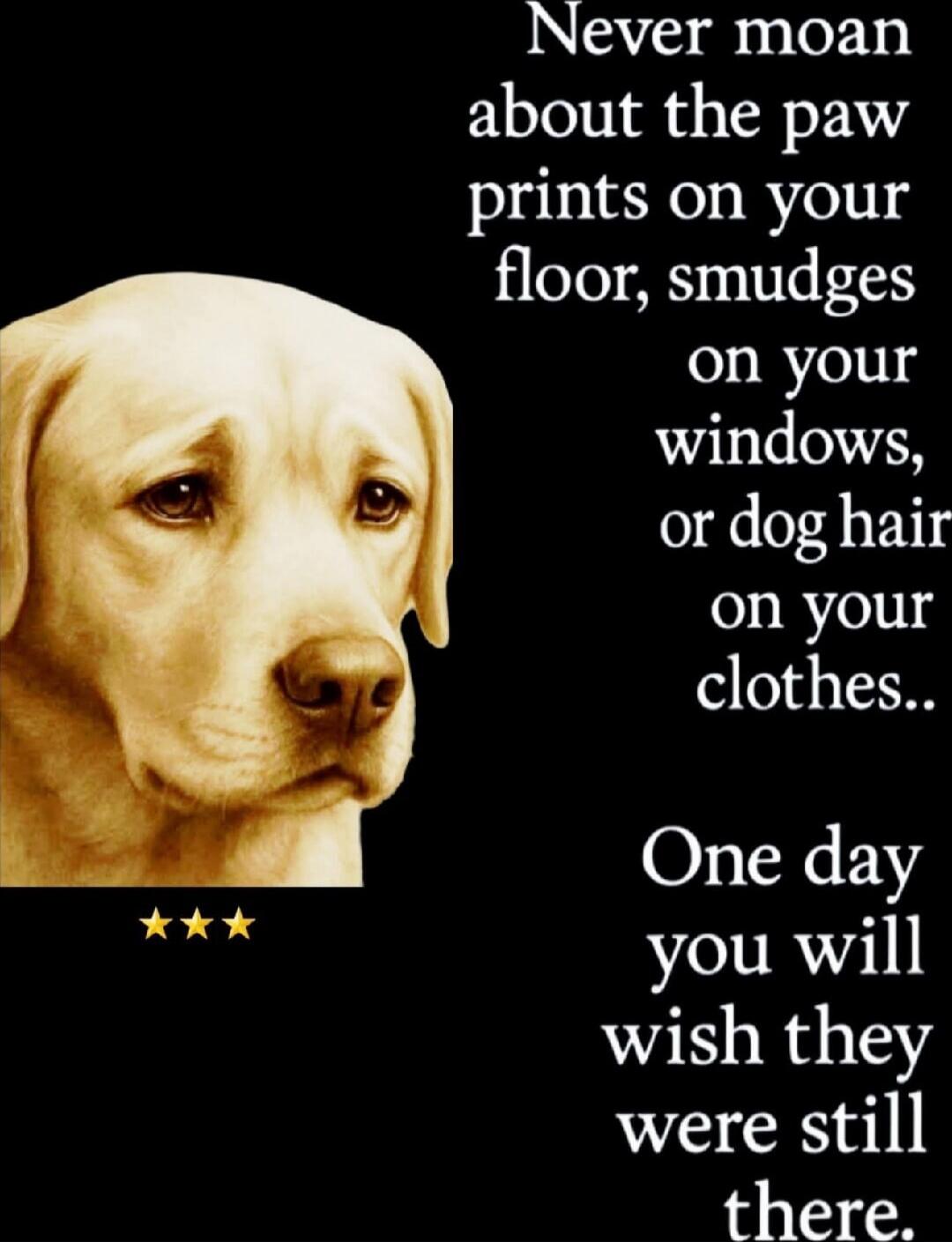 Never moan about the paw prints on your floor, smudges on your windows, or dog hair on your clothes.. One day you will wish they were still there.