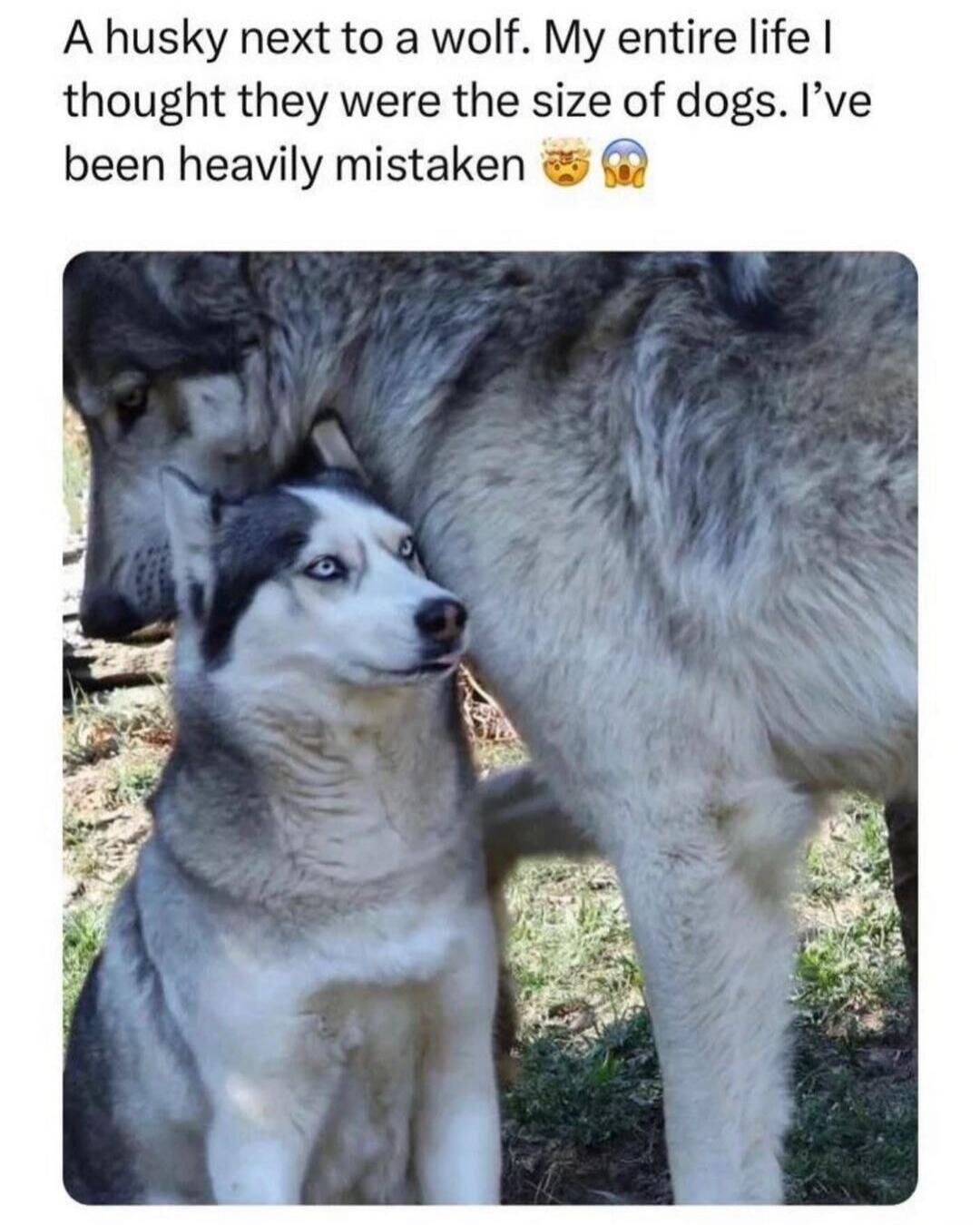 A husky next to a wolf. My entire life I thought they were the size of dogs. I've been heavily mistaken 🤯😭