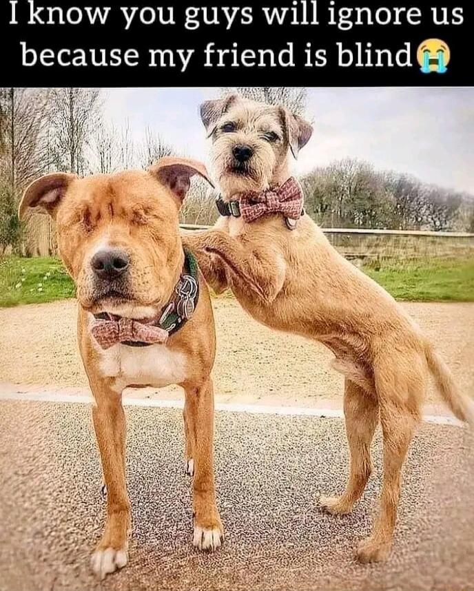 now you guys will ignore us because my friend is blind