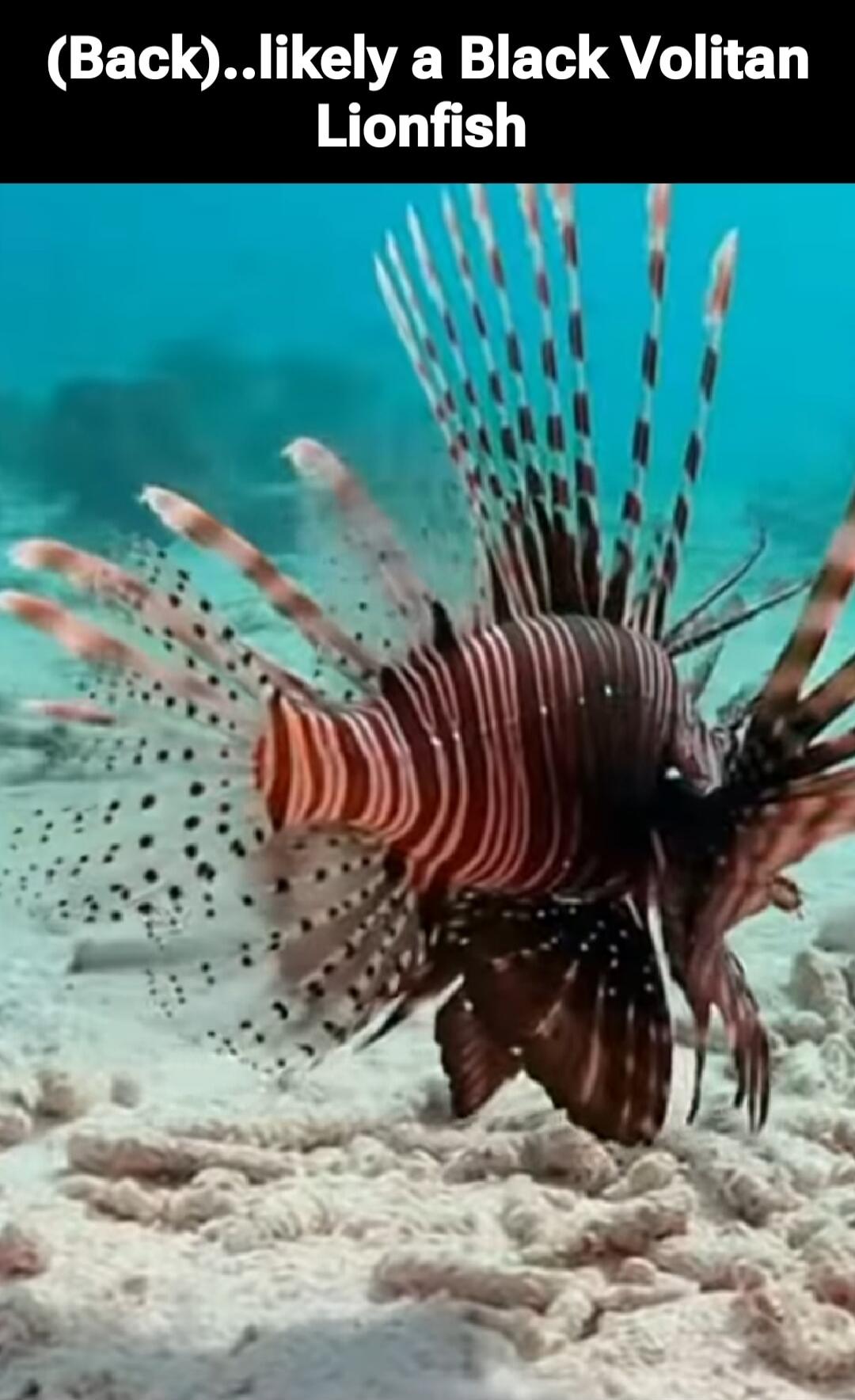 (Back)..likely a Black Volitan Lionfish