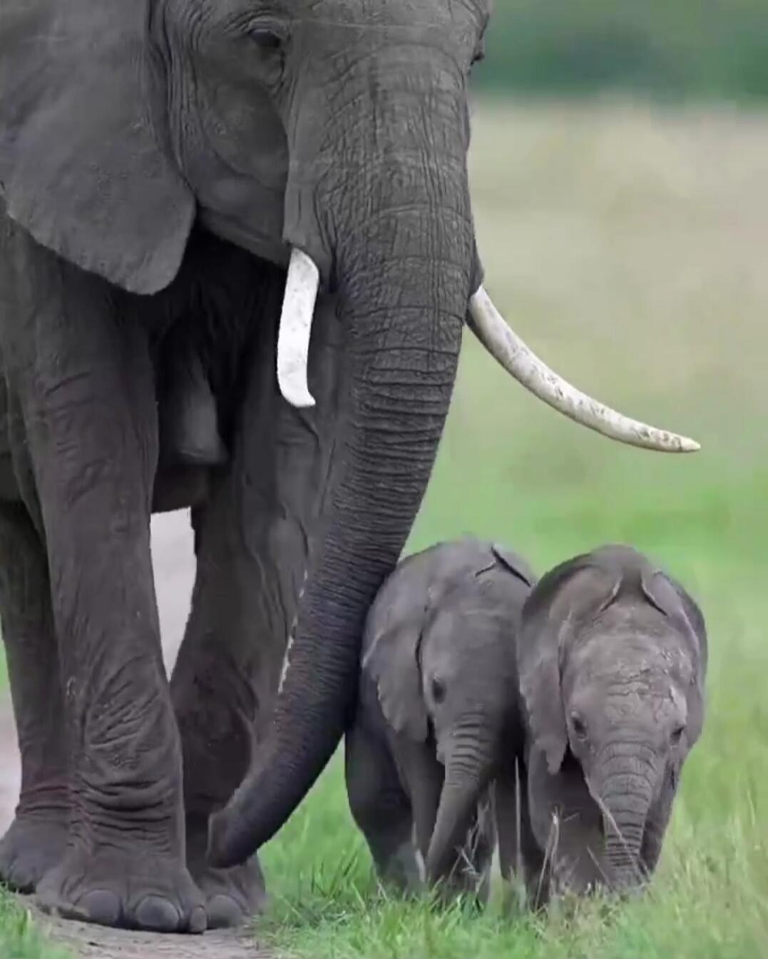 An adult elephant walking with two young elephants on a grassy plain.
