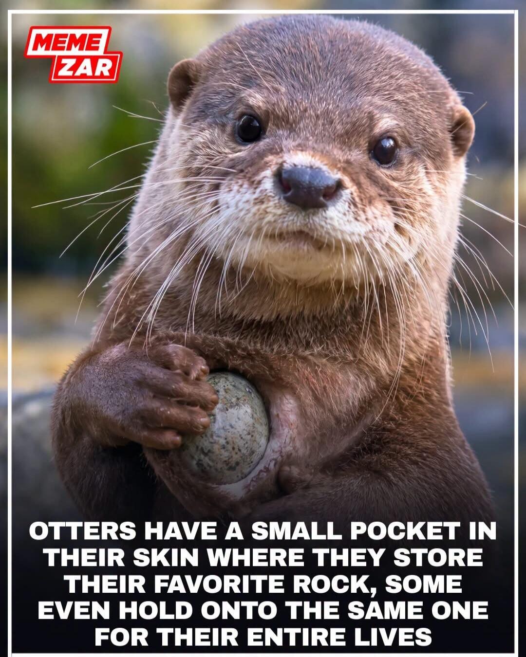 MEME ZAR OTTERS HAVE A SMALL POCKET IN THEIR SKIN WHERE THEY STORE THEIR FAVORITE ROCK, SOME EVEN HOLD ONTO THE SAME ONE FOR THEIR ENTIRE LIVES