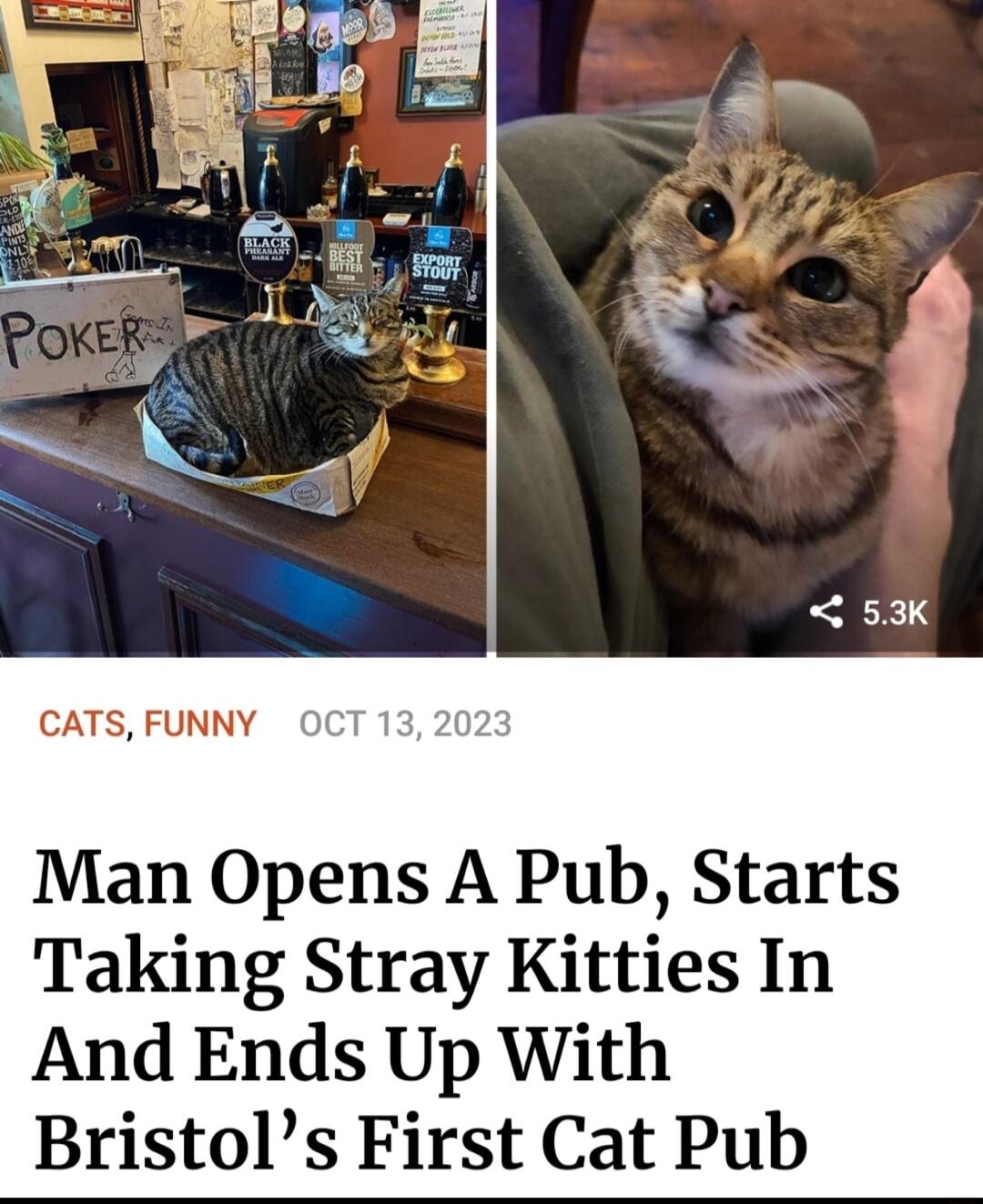 CATS FUNNY O Man Opens A Pub Starts Taking Stray Kitties In And Ends Up With Bristols First Cat Pub