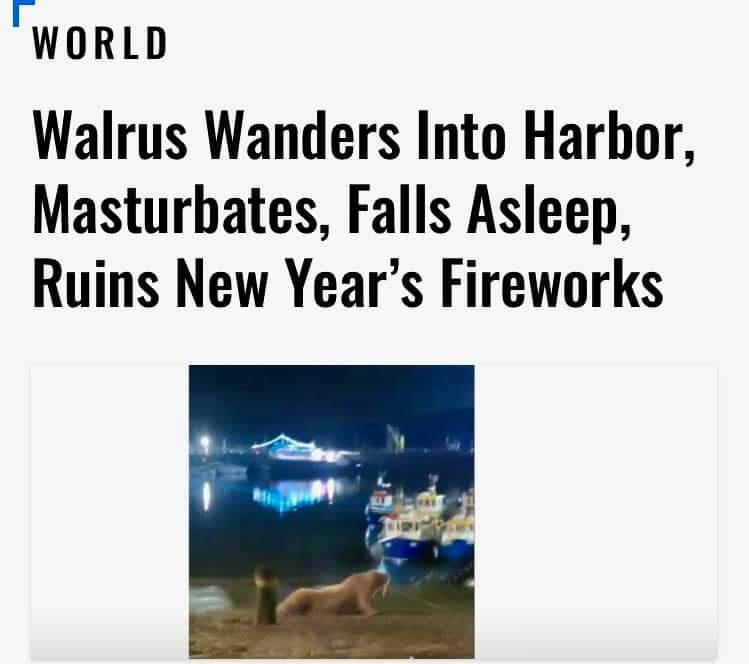 WORLD Walrus Wanders Into Harbor Masturbates Falls Asleep Ruins New Years Fireworks