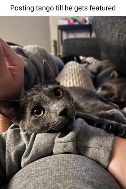 Posting tango till he gets featured