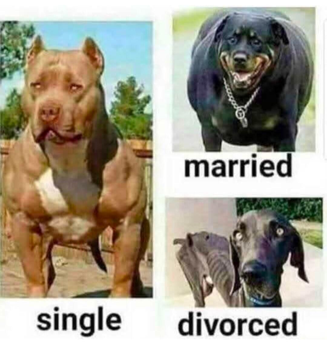 single
married
divorced