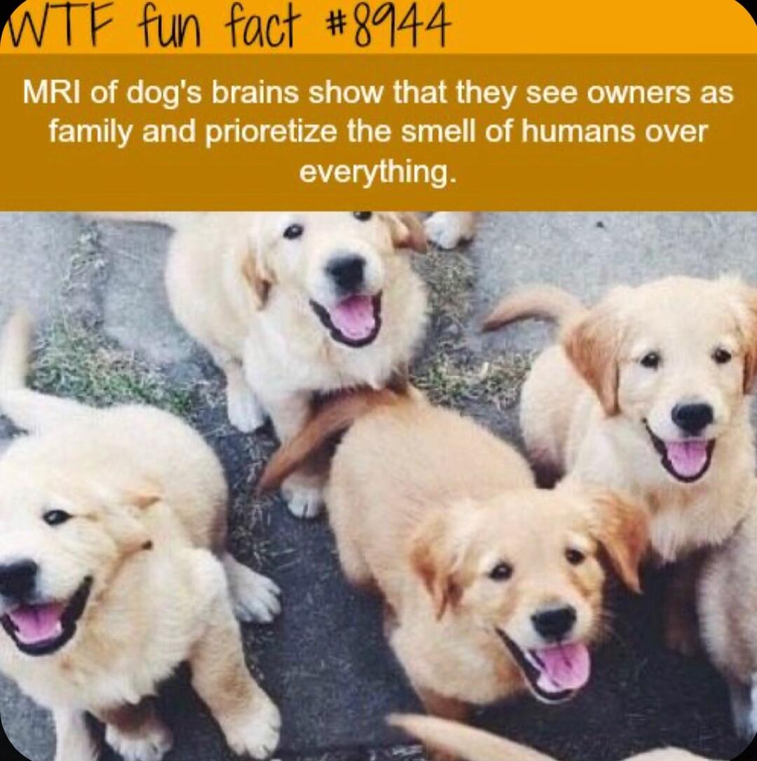 WTF tun fact 3144