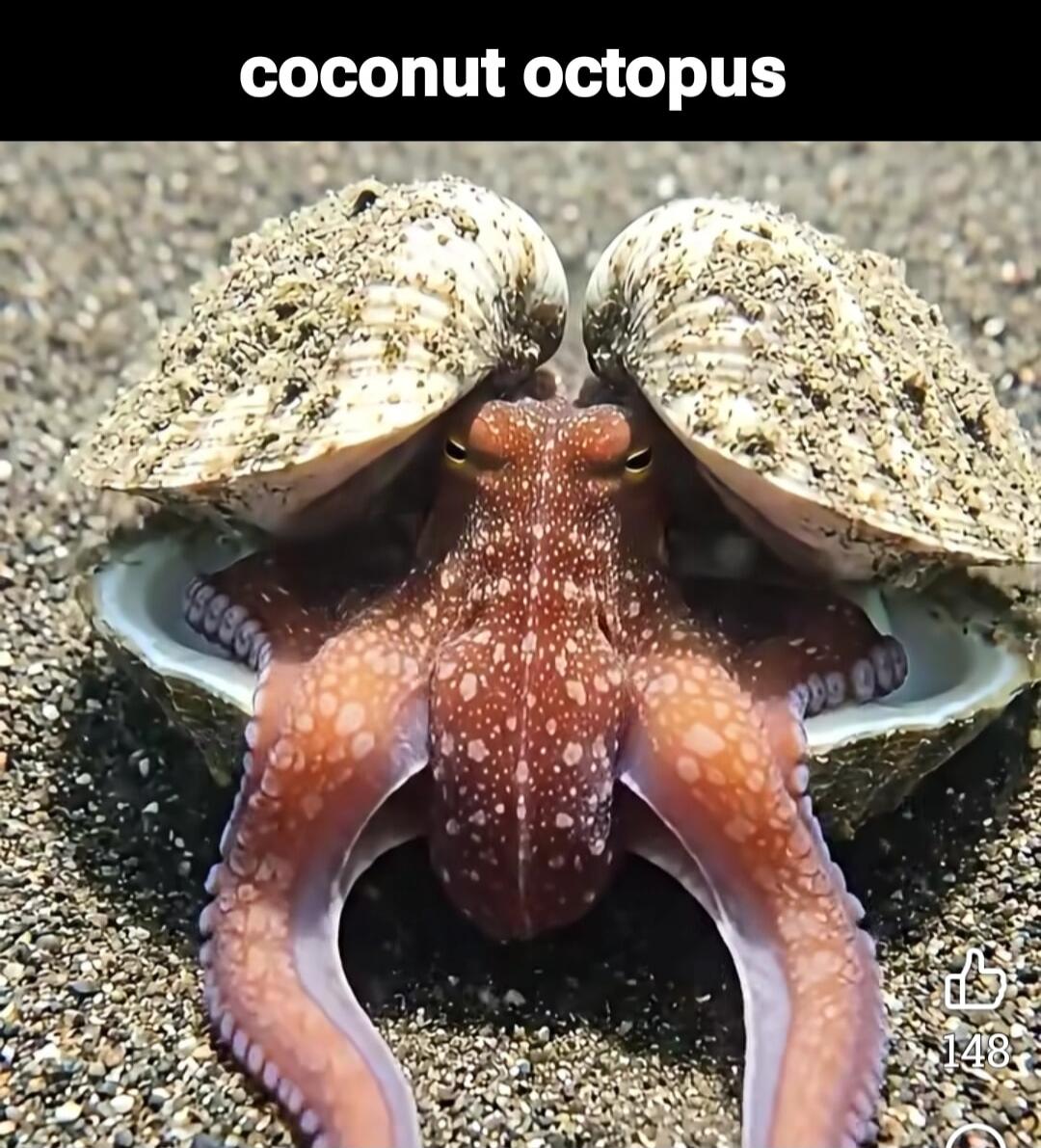 coconut octopus