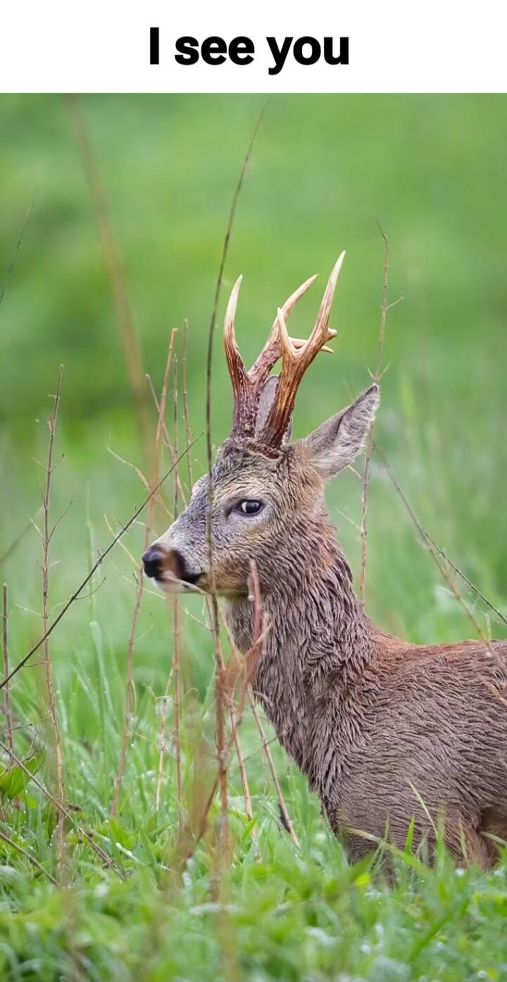 I see you