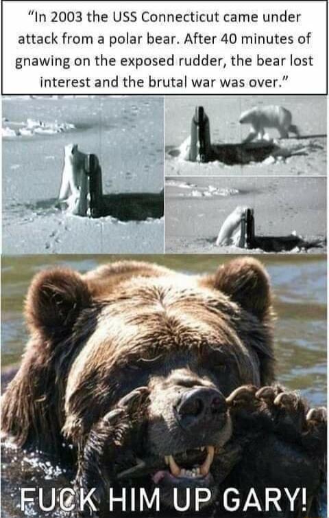 In 2003 the USS Connecticut came under attack from a polar bear After 40 minutes of gnawing on the exposed rudder the bear lost interest and the brutal war was over