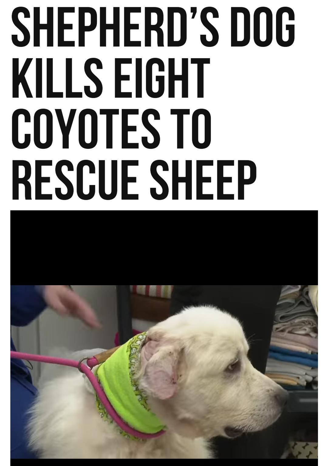 SHEPHERDS D0G KILLS EIGHT COYOTES T0 RESCUE SHEEP