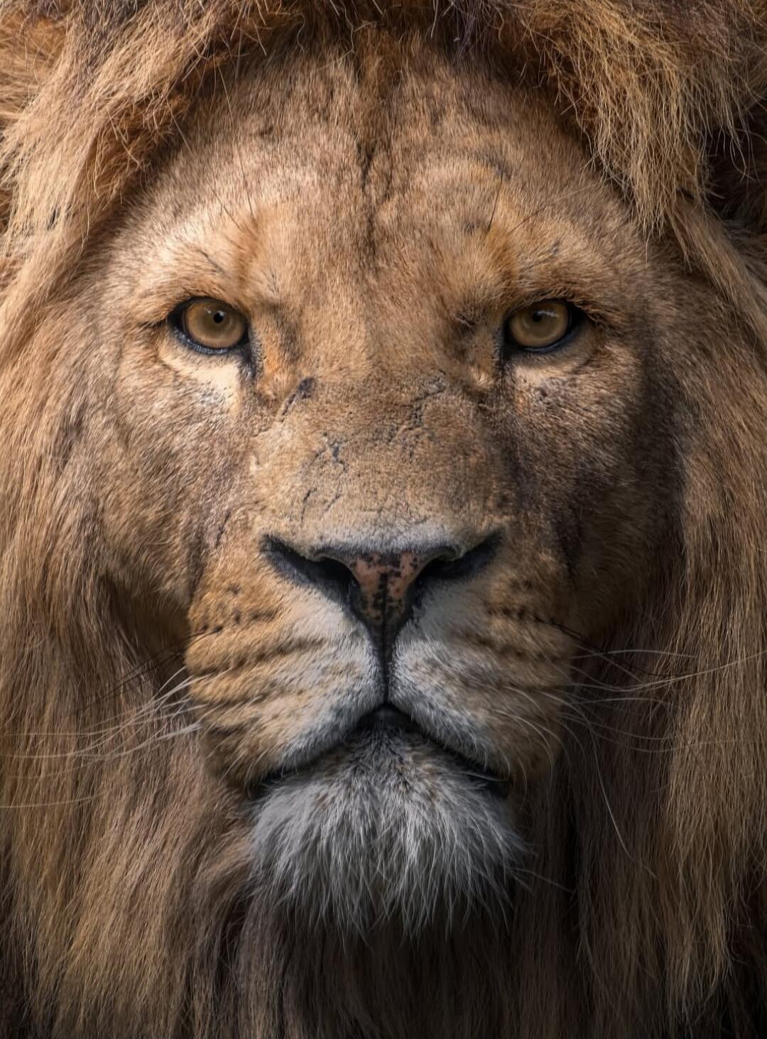 Close-up of a lion's face.
