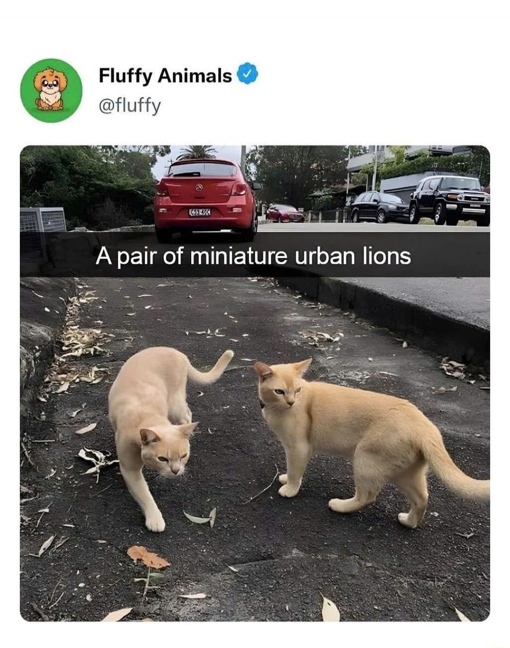 Fluffy Animals • A pair of miniature urban lions