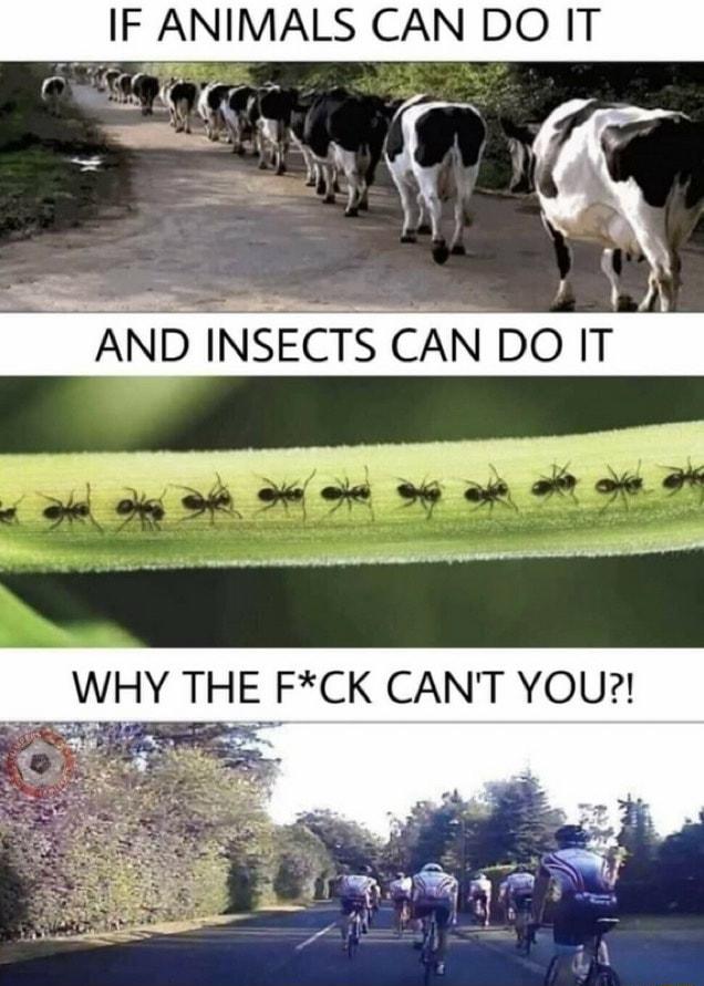 IF ANIMALS CAN DO IT