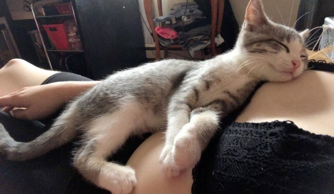 A kitten sleeping on a person's lap.