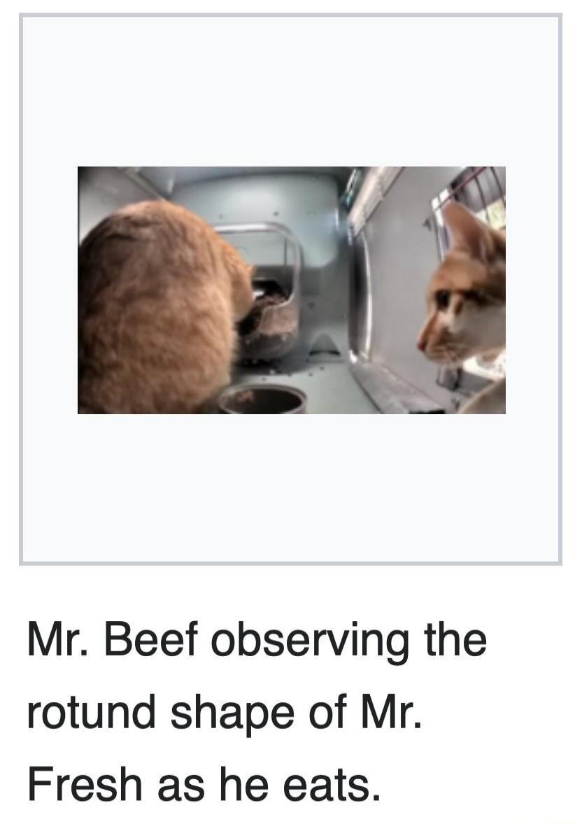 Mr Beef observing the rotund shape of Mr Fresh as he eats