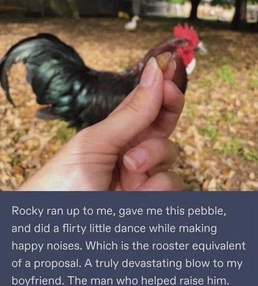 E CIERIEE Mol AT WU R o aa Mo NN g s TN o T o o oK ElaleNollo KRl aA lind Mo ETalel R Y a1 CHa g Tl le happy noises Which is the rooster equivalent o il o o o oL 1 WA V Ae V Iy Yl e W o oVAk KoM 40 V2 oloVaiallale MU NslNasl 1aR ialo N alllollo Re 1 Rallagh