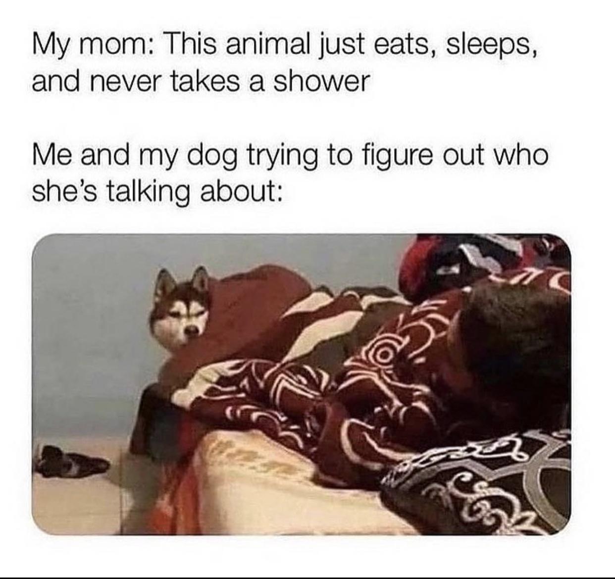 My mom This animal just eats sleeps and never takes a shower Me and my dog trying to figure out who shes talking about