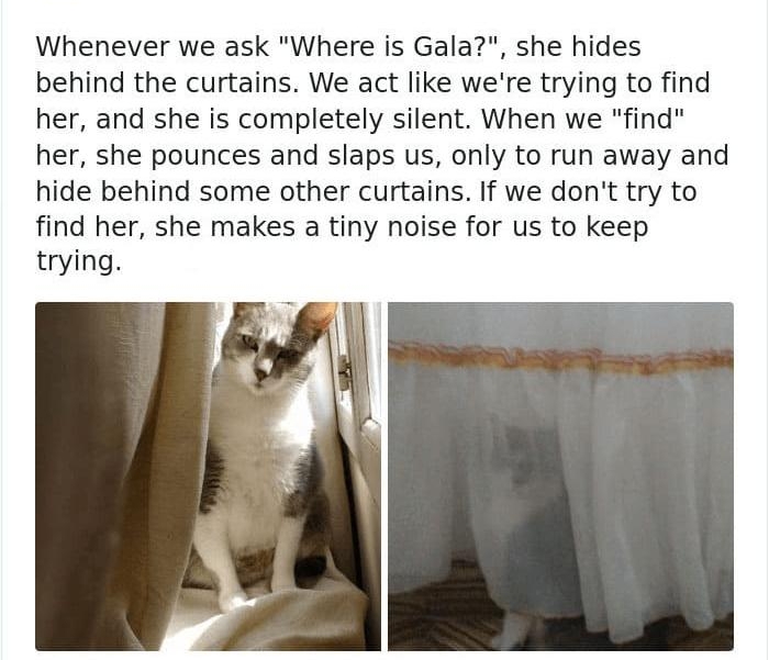 Noe v GMNtaF Whenever we ask Where is Gala she hides behind the curtains We act like were trying to find her and she is completely silent When we find her she pounces and slaps us only to run away and hide behind some other curtains If we dont try to find her she makes a tiny noise for us to keep trying Q111K 445 PM Sep 18 2019