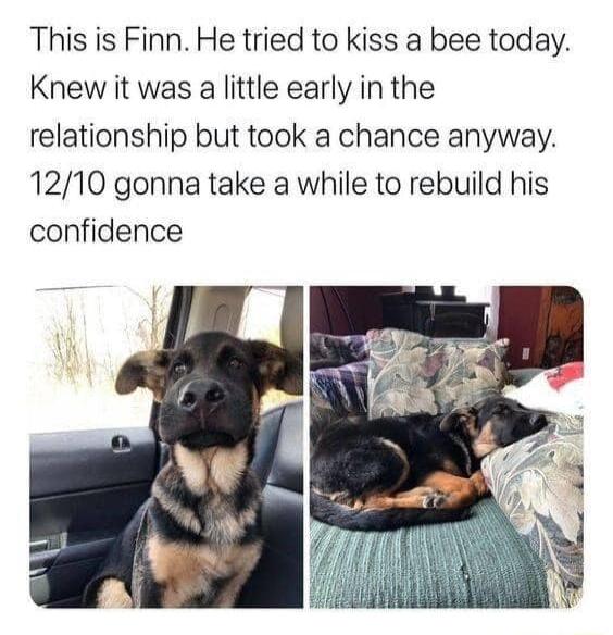 This is Finn He tried to kiss a bee today Knew it was a little early in the relationship but took a chance anyway 1210 gonna take a while to rebuild his confidence